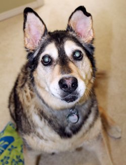 Best products for helping blind dogs