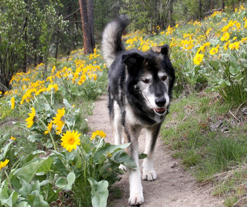 Senior Dog Behavioral Changes